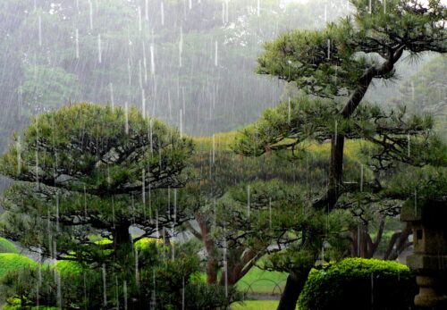 雨のゴルフ